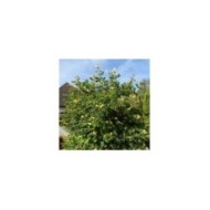 Bignone jaune Yellow Trumpet