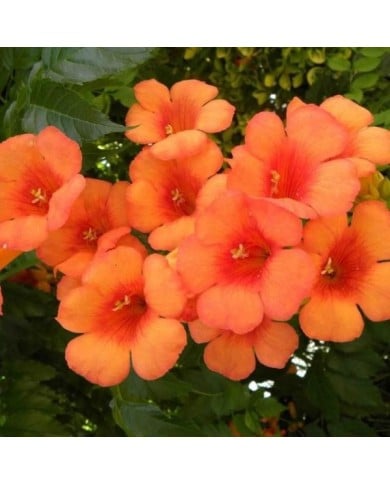 Bignone Indian Summer® 'Kudian'
