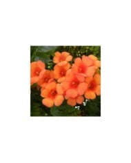 Bignone Indian Summer® 'Kudian'