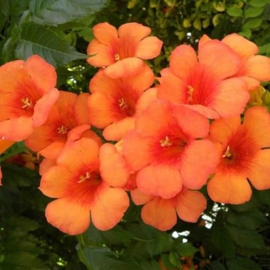 Bignone Indian Summer® 'Kudian'