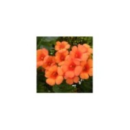 Bignone Indian Summer® 'Kudian'
