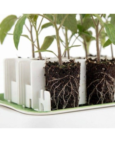 Aperçu des racines de jeunes plants cultivés dans un kit Germie posé sur son plateau en bambou
