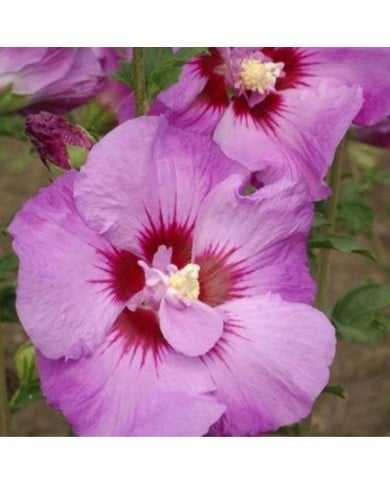 Hibiscus syriacus  ERUPTION® (Althéa) (Hortival Diffusion)