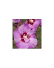 Hibiscus syriacus  ERUPTION® (Althéa) (Hortival Diffusion)