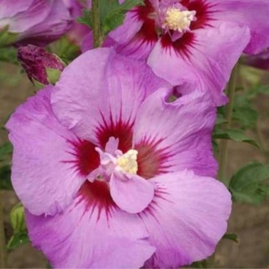 Hibiscus syriacus  ERUPTION® (Althéa) (Hortival Diffusion)