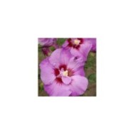 Hibiscus syriacus  ERUPTION® (Althéa) (Hortival Diffusion)