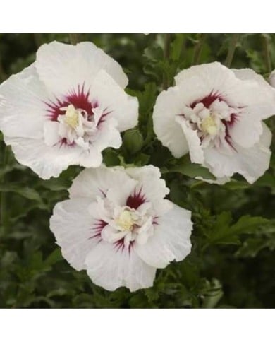 Hibiscus syriacus FRENCH POINT® - Althéa (Hortival Diffusion)
