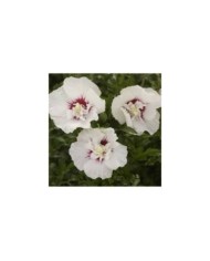 Hibiscus syriacus FRENCH POINT® - Althéa (Hortival Diffusion)