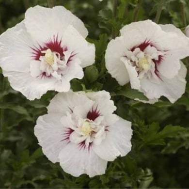 Hibiscus syriacus FRENCH POINT® - Althéa (Hortival Diffusion)