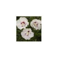 Hibiscus syriacus FRENCH POINT® - Althéa (Hortival Diffusion)