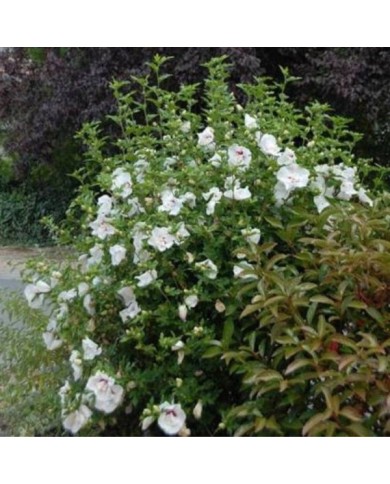 Hibiscus syriacus FRENCH POINT® - Althéa (Hortival Diffusion)