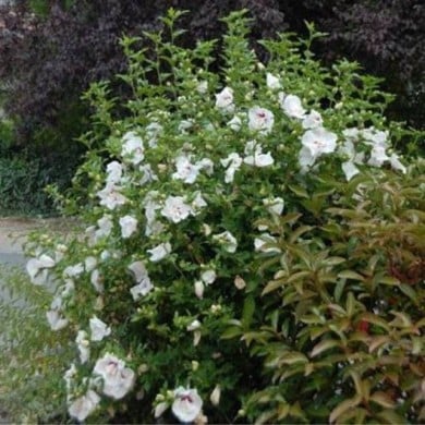 Hibiscus syriacus FRENCH POINT® - Althéa (Hortival Diffusion)