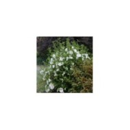 Hibiscus syriacus FRENCH POINT® - Althéa (Hortival Diffusion)