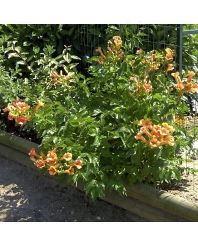 Bignone Indian Summer® 'Kudian'