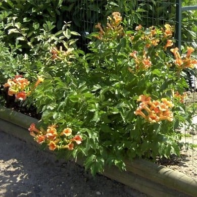 Bignone Indian Summer® 'Kudian'