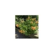 Bignone Indian Summer® 'Kudian'