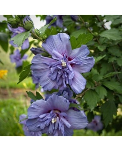 Hibiscus syriacus 'Blue Chiffon' - Althéa (F. D. Richards / flickr.com)