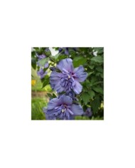 Hibiscus syriacus 'Blue Chiffon' - Althéa (F. D. Richards / flickr.com)