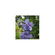 Hibiscus syriacus 'Blue Chiffon' - Althéa (F. D. Richards / flickr.com)