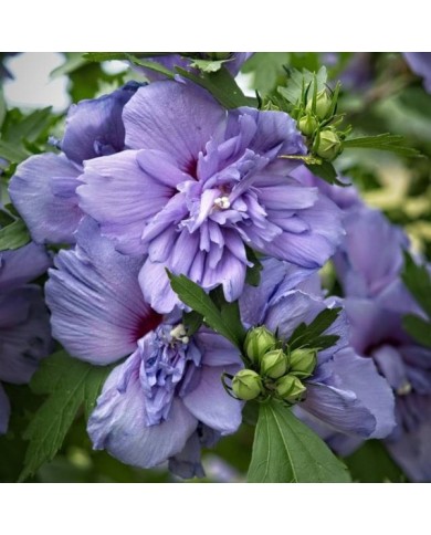 Hibiscus syriacus 'Blue Chiffon' - Althéa (F. D. Richards / flickr.com)