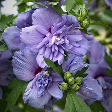 Hibiscus syriacus 'Blue Chiffon' - Althéa (F. D. Richards / flickr.com)