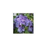 Hibiscus syriacus 'Blue Chiffon' - Althéa (F. D. Richards / flickr.com)