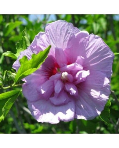 Hibiscus syriacus 'Lavender Chiffon' - Althéa (littlegemtrees / flickr.com)