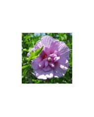 Hibiscus syriacus 'Lavender Chiffon' - Althéa (littlegemtrees / flickr.com)