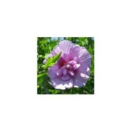 Hibiscus syriacus 'Lavender Chiffon' - Althéa (littlegemtrees / flickr.com)