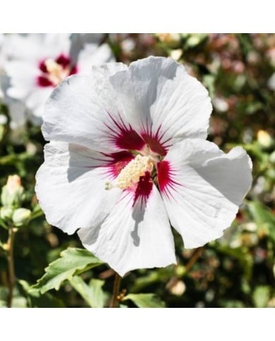 Hibiscus syriacus 'Red Heart' - Althéa (Sundry Photography / Adobe Stock)