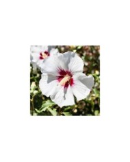 Hibiscus syriacus 'Red Heart' - Althéa (Sundry Photography / Adobe Stock)