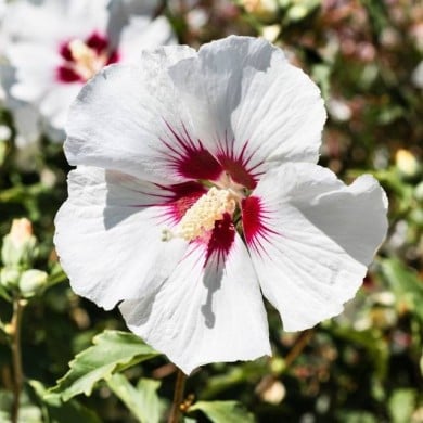 Hibiscus syriacus 'Red Heart' - Althéa (Sundry Photography / Adobe Stock)