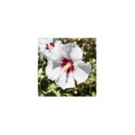 Hibiscus syriacus 'Red Heart' - Althéa (Sundry Photography / Adobe Stock)