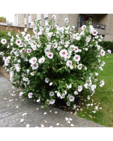 Hibiscus syriacus 'Red Heart' - Althéa (Wendy Cutler)