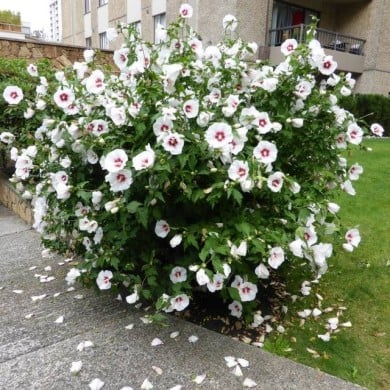 Hibiscus syriacus 'Red Heart' - Althéa (Wendy Cutler)