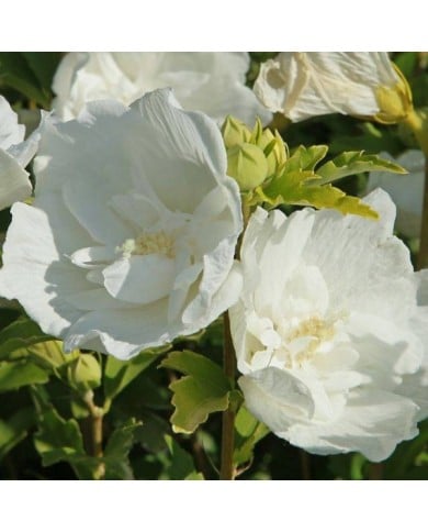 Hibiscus syriacus 'White Chiffon' - Althéa (hcast / Adobe Stock)