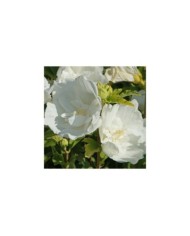 Hibiscus syriacus 'White Chiffon' - Althéa (hcast / Adobe Stock)