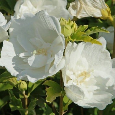 Hibiscus syriacus 'White Chiffon' - Althéa (hcast / Adobe Stock)
