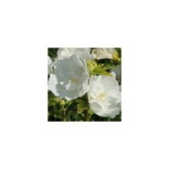 Hibiscus syriacus 'White Chiffon' - Althéa (hcast / Adobe Stock)