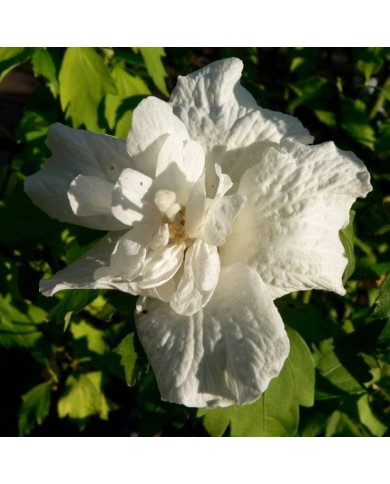 Hibiscus syriacus 'White Chiffon' (Althéa) (laurent houmeau / flickr.com)