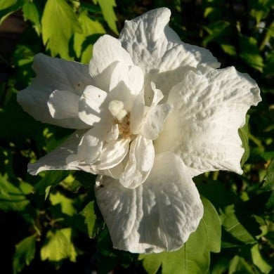 Hibiscus syriacus 'White Chiffon' (Althéa) (laurent houmeau / flickr.com)