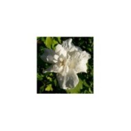 Hibiscus syriacus 'White Chiffon' (Althéa) (laurent houmeau / flickr.com)