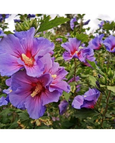 Hibiscus syriacus 'Oiseau Bleu' (Althéa) - fleurs (Dolf van der Haven / flickr.com)