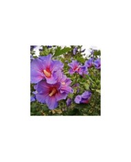 Hibiscus syriacus 'Oiseau Bleu' (Althéa) - fleurs (Dolf van der Haven / flickr.com)