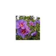 Hibiscus syriacus 'Oiseau Bleu' (Althéa) - fleurs (Dolf van der Haven / flickr.com)