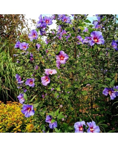 Hibiscus syriacus 'Oiseau Bleu' (Althéa) - arbuste (Dolf van der Haven / flickr.com)