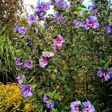 Hibiscus syriacus 'Oiseau Bleu' (Althéa) - arbuste (Dolf van der Haven / flickr.com)