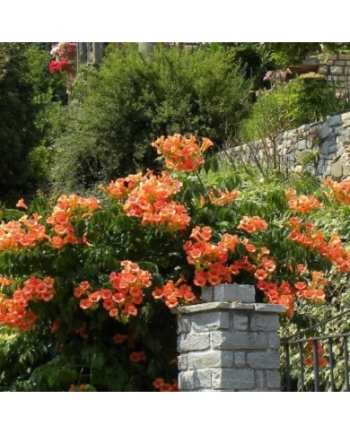 Bignone Indian Summer® 'Kudian'