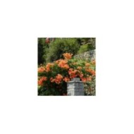 Bignone Indian Summer® 'Kudian'