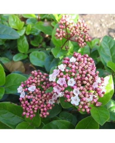 Viburnum tinus Lisarose - Globe Planter